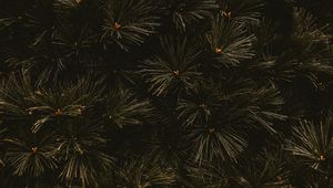 Preview wallpaper branches, dark, needles, tree