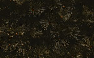 Preview wallpaper branches, dark, needles, tree