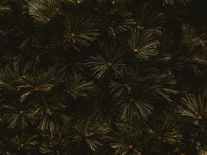 Preview wallpaper branches, dark, needles, tree