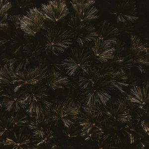 Preview wallpaper branches, dark, needles, tree