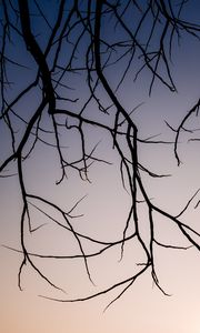 Preview wallpaper branches, dark, sky