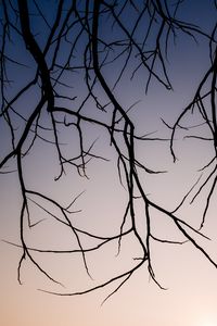 Preview wallpaper branches, dark, sky