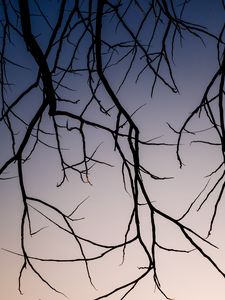 Preview wallpaper branches, dark, sky