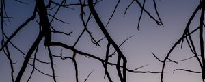 Preview wallpaper branches, dark, sky