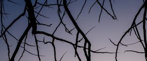 Preview wallpaper branches, dark, sky