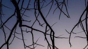 Preview wallpaper branches, dark, sky