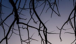 Preview wallpaper branches, dark, sky