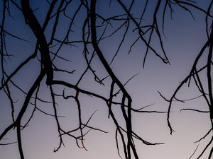 Preview wallpaper branches, dark, sky
