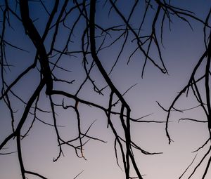 Preview wallpaper branches, dark, sky