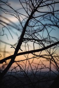 Preview wallpaper branches, dark, twilight, nature