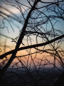 Preview wallpaper branches, dark, twilight, nature