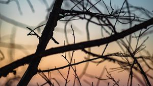 Preview wallpaper branches, dark, twilight, nature