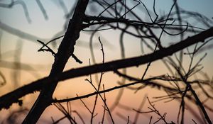 Preview wallpaper branches, dark, twilight, nature