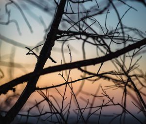 Preview wallpaper branches, dark, twilight, nature