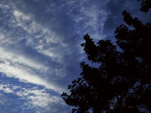 Preview wallpaper branches, darkness, night, sky