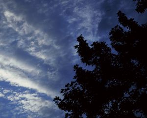 Preview wallpaper branches, darkness, night, sky