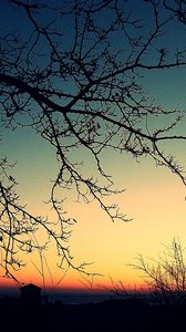 Preview wallpaper branches, decline, evening, orange