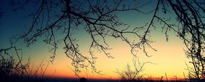 Preview wallpaper branches, decline, evening, orange