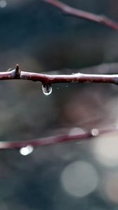 Preview wallpaper branches, dew, background, dark, plant