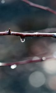 Preview wallpaper branches, dew, background, dark, plant