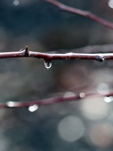 Preview wallpaper branches, dew, background, dark, plant