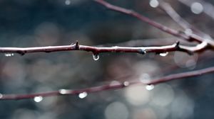 Preview wallpaper branches, dew, background, dark, plant