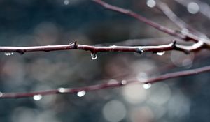 Preview wallpaper branches, dew, background, dark, plant