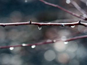 Preview wallpaper branches, dew, background, dark, plant