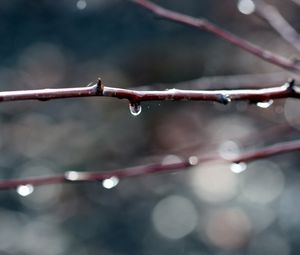 Preview wallpaper branches, dew, background, dark, plant