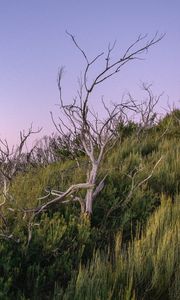 Preview wallpaper branches, driftwood, trees, dusk