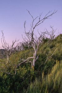 Preview wallpaper branches, driftwood, trees, dusk