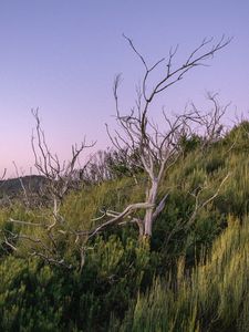 Preview wallpaper branches, driftwood, trees, dusk