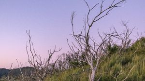 Preview wallpaper branches, driftwood, trees, dusk