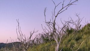 Preview wallpaper branches, driftwood, trees, dusk