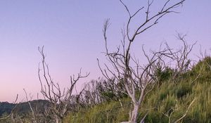 Preview wallpaper branches, driftwood, trees, dusk