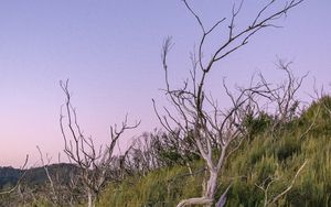 Preview wallpaper branches, driftwood, trees, dusk