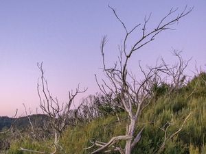 Preview wallpaper branches, driftwood, trees, dusk