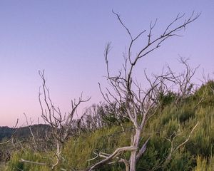 Preview wallpaper branches, driftwood, trees, dusk