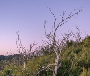 Preview wallpaper branches, driftwood, trees, dusk