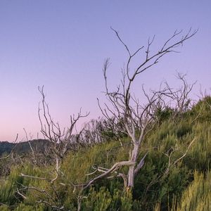 Preview wallpaper branches, driftwood, trees, dusk