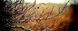 Preview wallpaper branches, drops, autumn, tree, rain