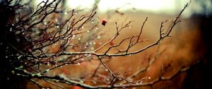 Preview wallpaper branches, drops, autumn, tree, rain