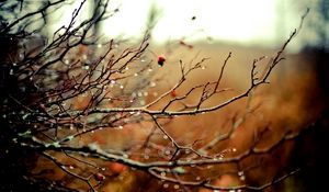 Preview wallpaper branches, drops, autumn, tree, rain