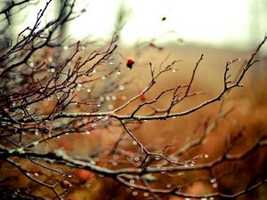 Preview wallpaper branches, drops, autumn, tree, rain