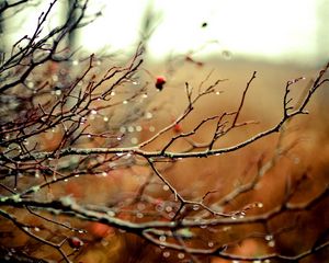 Preview wallpaper branches, drops, autumn, tree, rain