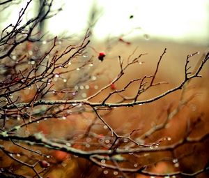 Preview wallpaper branches, drops, autumn, tree, rain