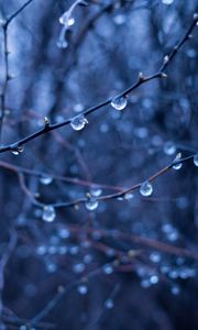 Preview wallpaper branches, drops, blur, macro