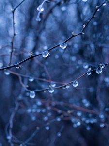 Preview wallpaper branches, drops, blur, macro