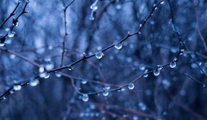 Preview wallpaper branches, drops, blur, macro