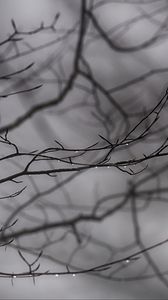 Preview wallpaper branches, drops, bw